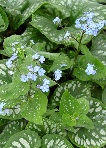 Brunnera macrophylla 'Emerald Mist'